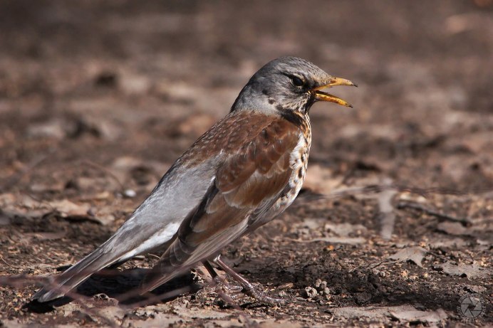 Nucifraga caryocatactes