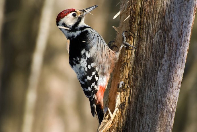 Chestnut-coloured Woodpecker
