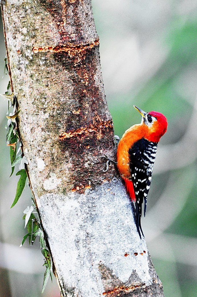 Yellow Fronted Woodpecker