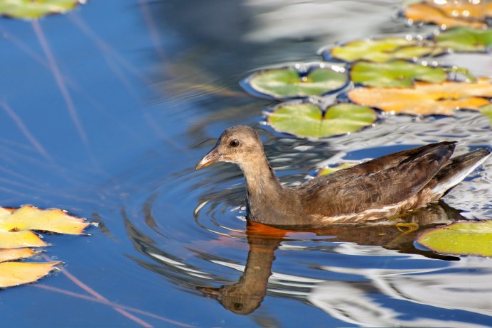 Водоплавающая птица камышница