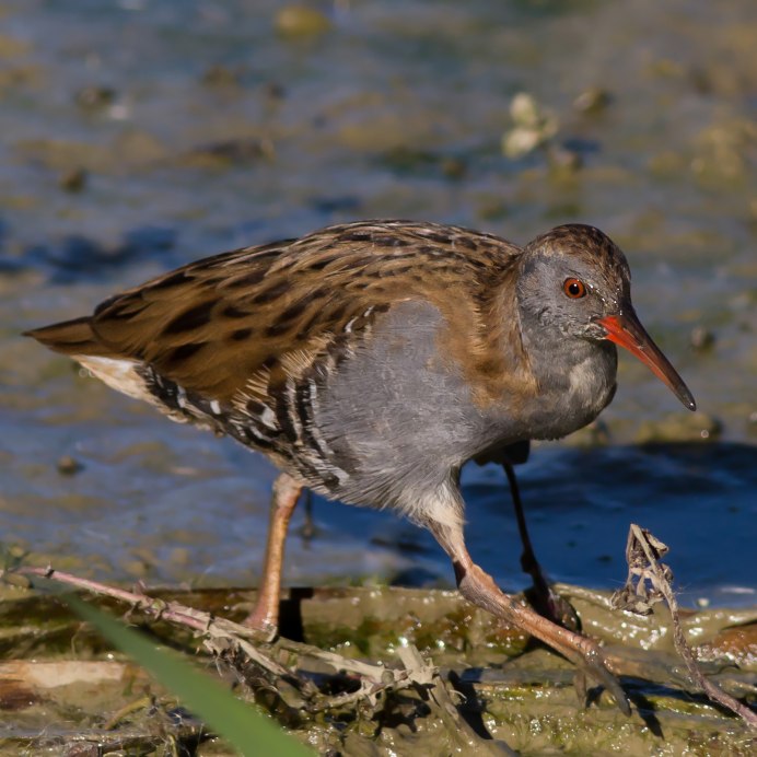 Водяные птицы России