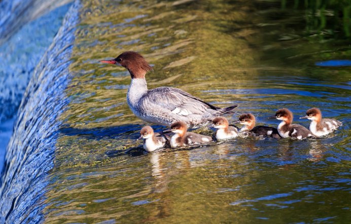 Красивые речные птички