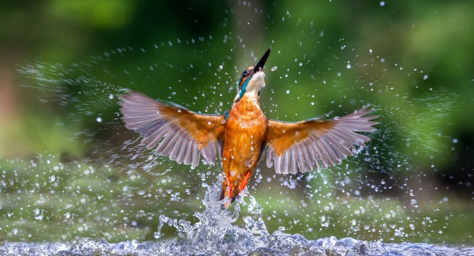 Все водяных птиц