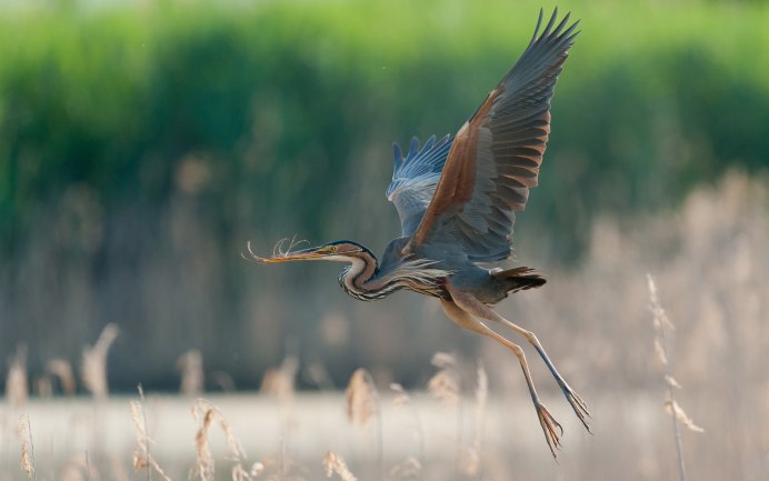 Серая цапля (Ardea cinerea)
