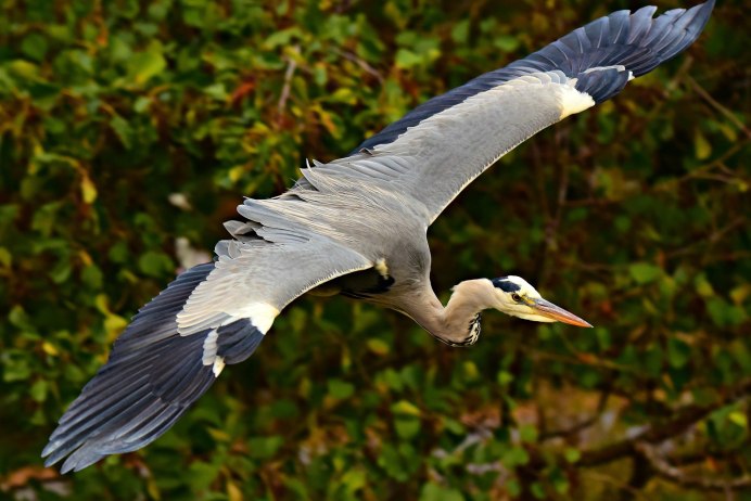 Цапля - Heron