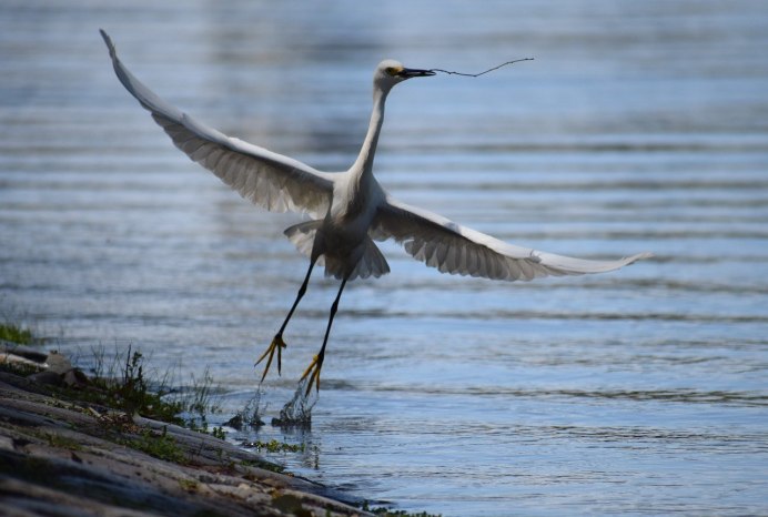 Heron "Heron"
