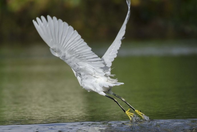 Great Blue Heron птица