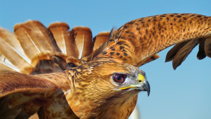 Коршун и канюк