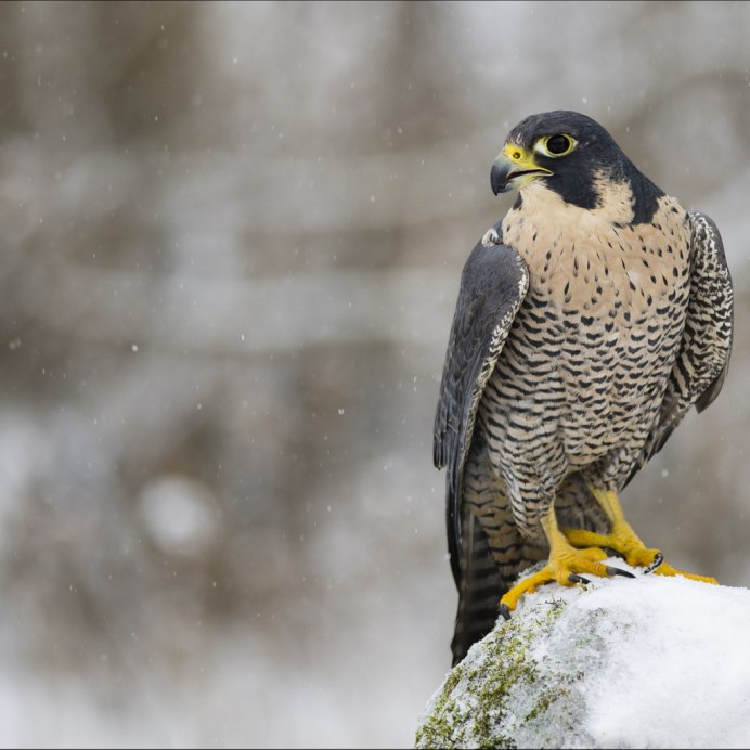 Клюв хищных птиц