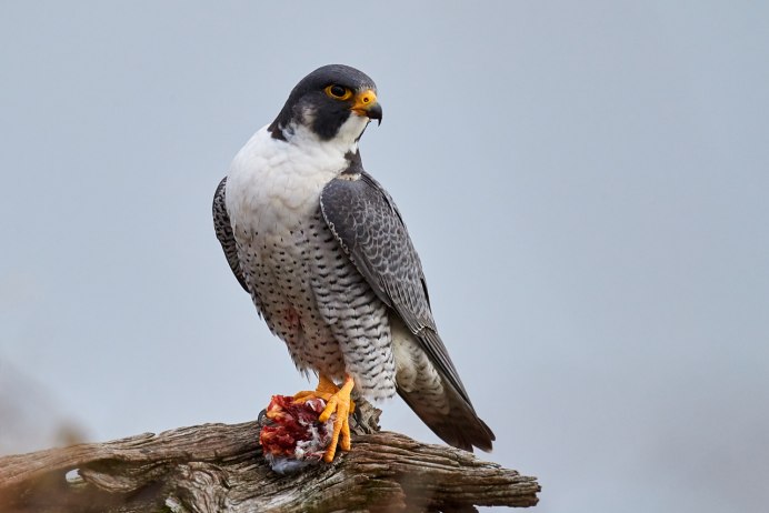 Сокол Сапсан зимой