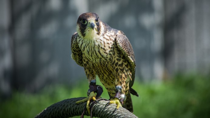 Голубой Сапсан птица