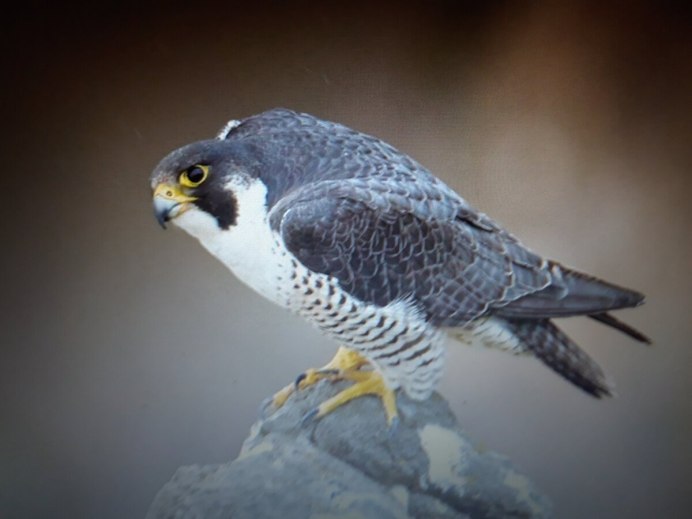 Хищные птицы Сокол Сапсан