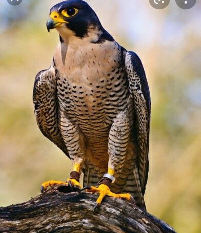 Сокол-Сапсан красная книга