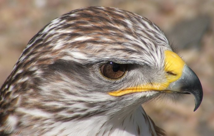 Сокол Сапсан Шахин