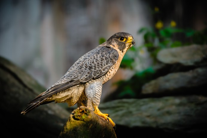 Фалько Сокол