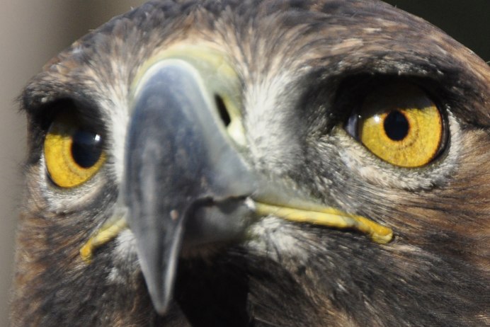 Дербник гнездо