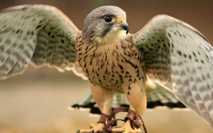 Орлиный клюв птицы