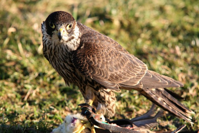 Беркут золотой Орел