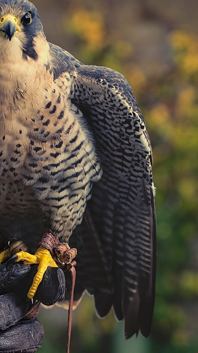 Сапсан птица