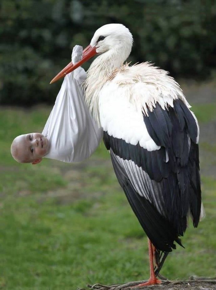 Хвост аиста