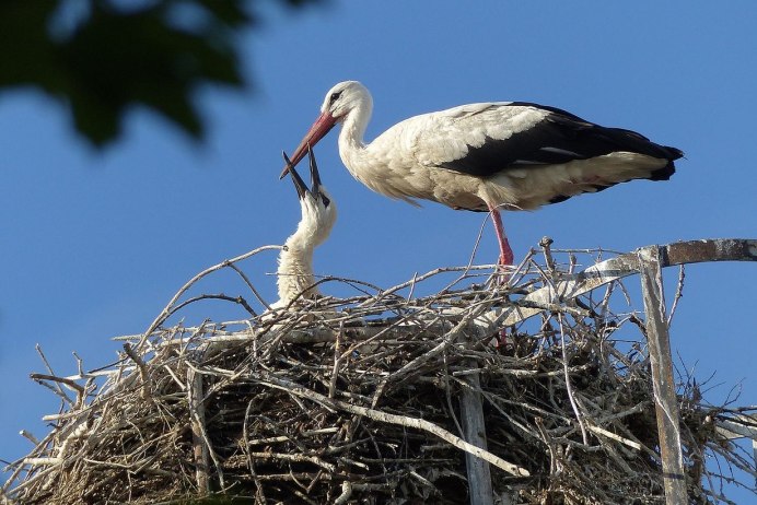 Cigogne Blanche