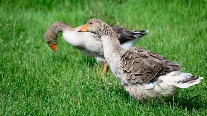 Красивый Гусь