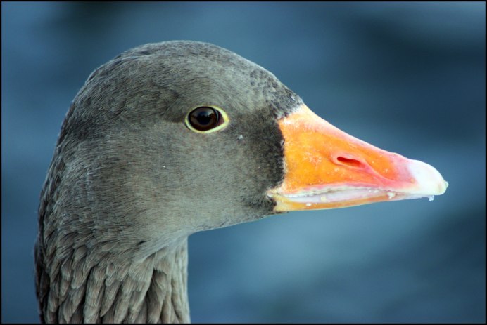 Гусь Маккензи