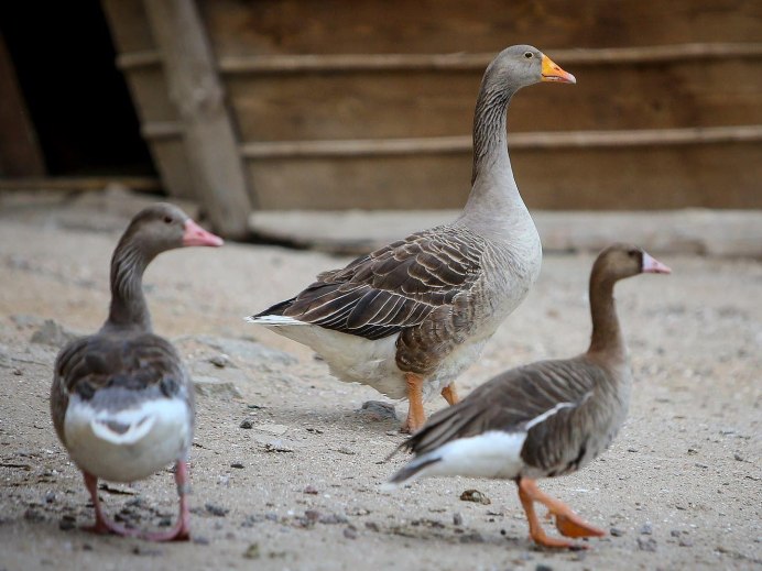 Се́рый Гусь (Anser Anser)