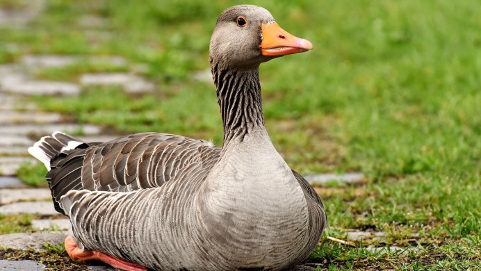 Гусь без клюва