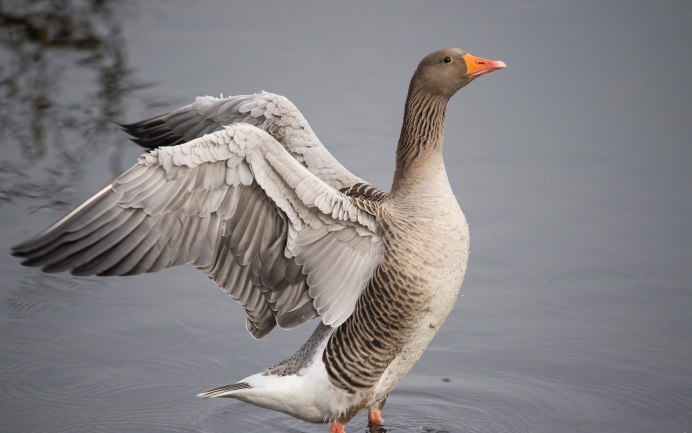 Дикие гуси Кубани