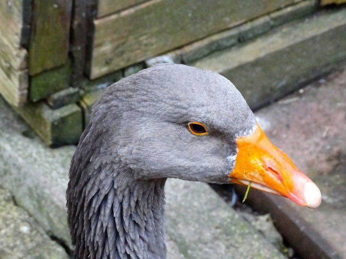 Оринокский Гусь