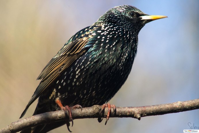 Камбоджийский скворец / Vinous-breasted Starling (Acridotheres burmannicus)