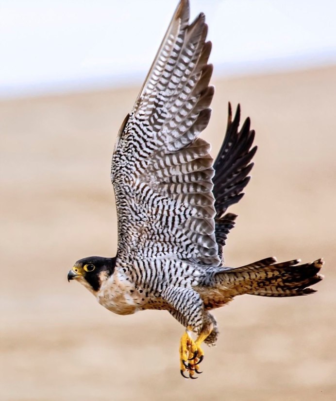 Сокол-Сапсан (Falco peregrinus)