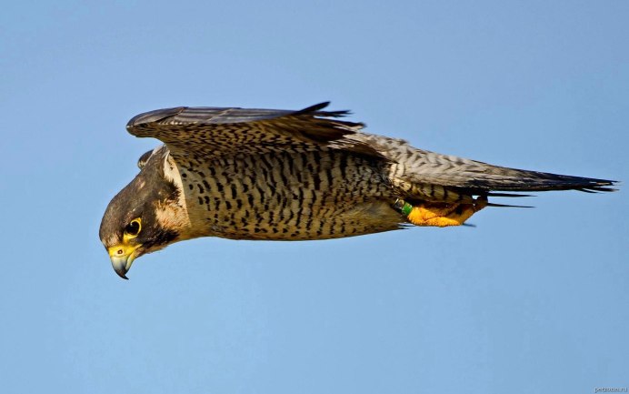 Сокол-Сапсан (Falco peregrinus)