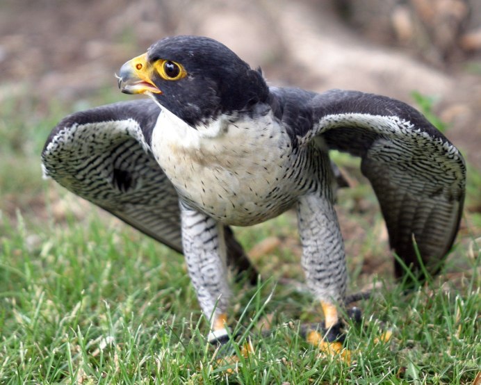 Сокол-Сапсан (Falco peregrinus)