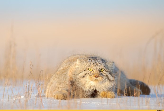 Кот Манул в снегу