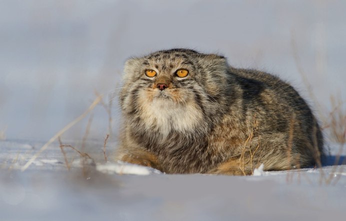 Кот Манул Забайкальского края