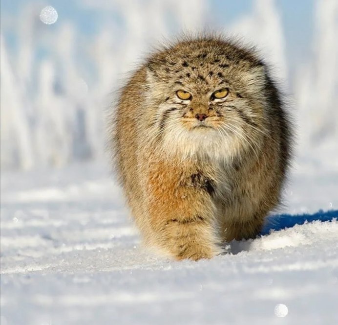 Кот Манул зимой