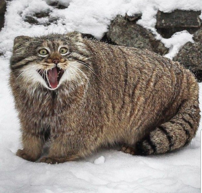 Кот Манул толстый