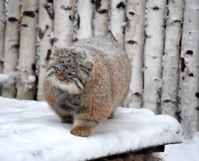 Монгольский кот Манул