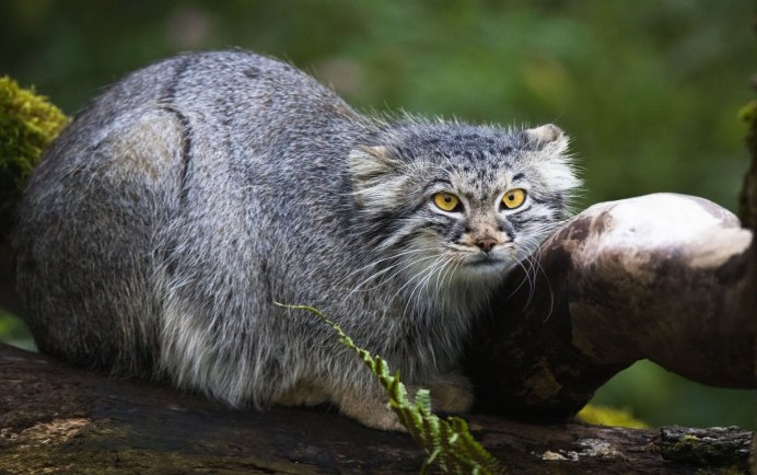 Манул (Otocolobus manul) факты
