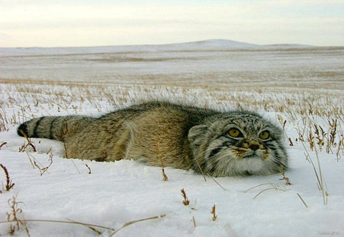 Сибирский кот Манул