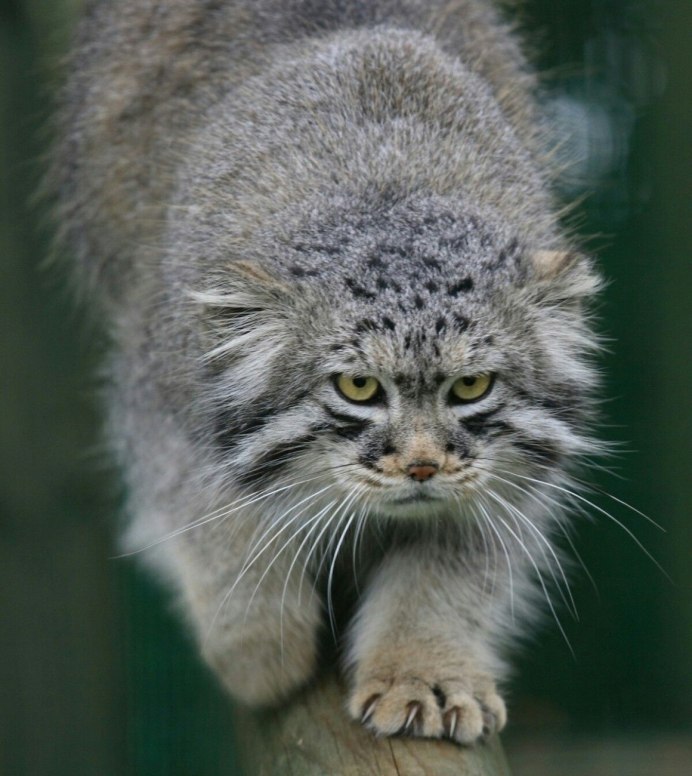 Кот Манул злой