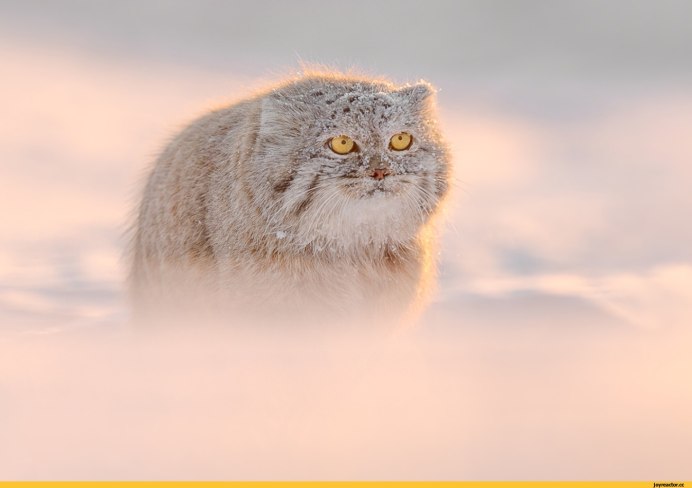 Кот Манул сидит в снегу