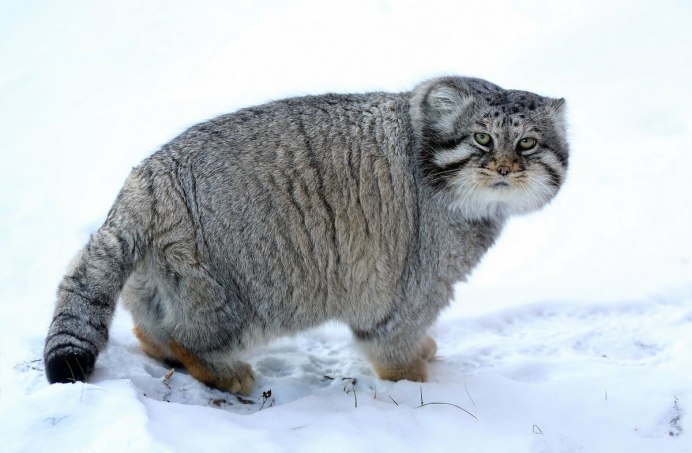 Сибирский дикий кот Манул