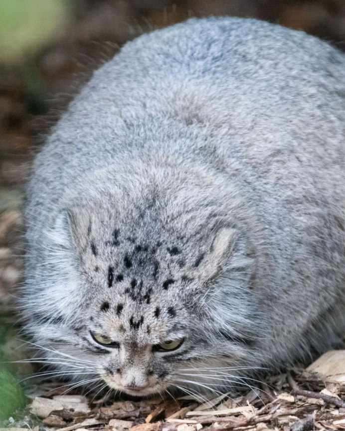 Кот Манул зимой