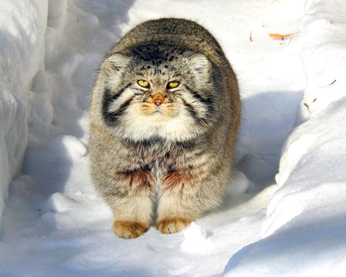 Лесной кот Манул