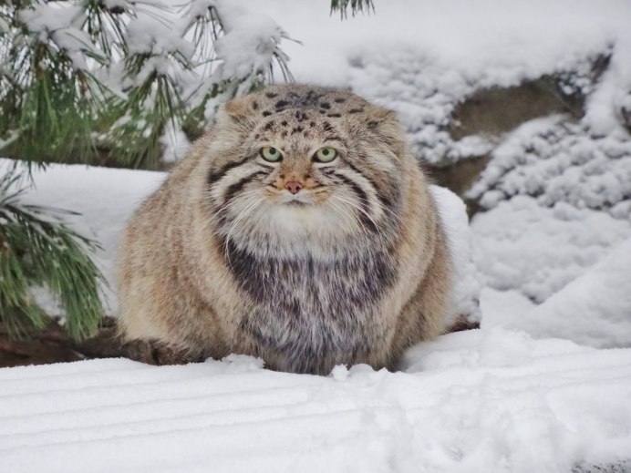Сибирский дикий кот Манул