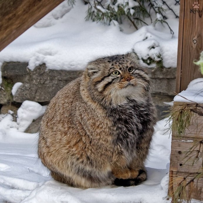 Кот Манул