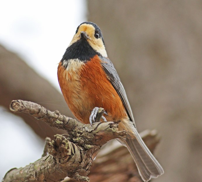 Тиссовая синица Parus varius